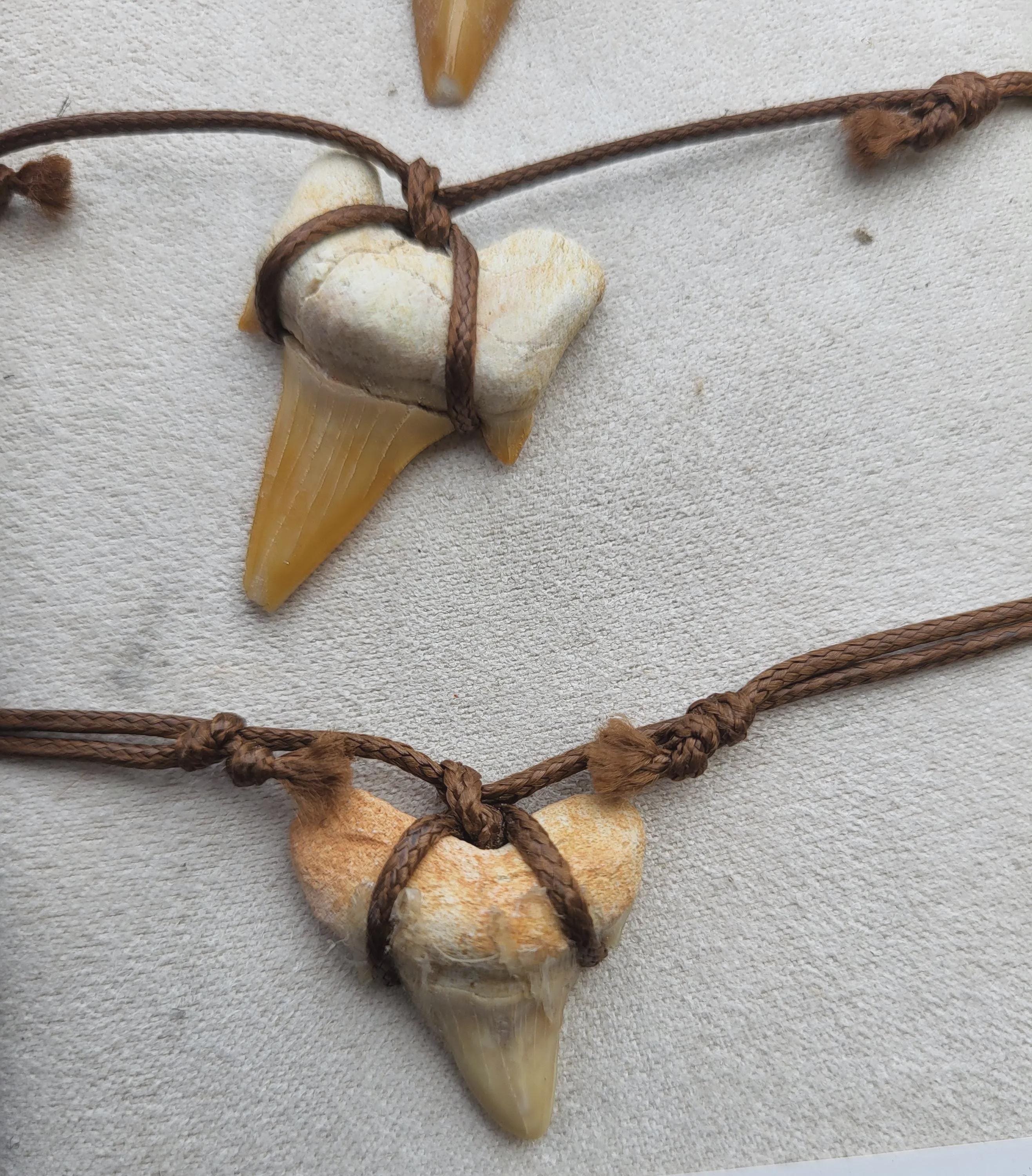Fossile de dent de requin, collier de dents de requin fossiles, cristaux et minéraux rares pour la lithothérapie, la collection et cadeaux.