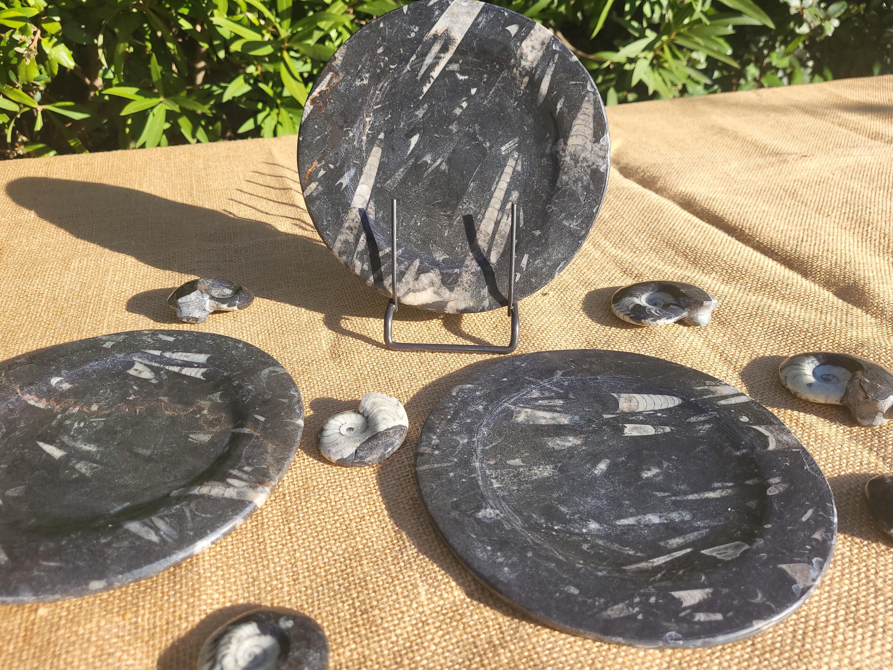 Assiette, plat original de granit fossile avec Ammonites et Orthocéras, objet de collection et de décoration pour la maison et table de noël