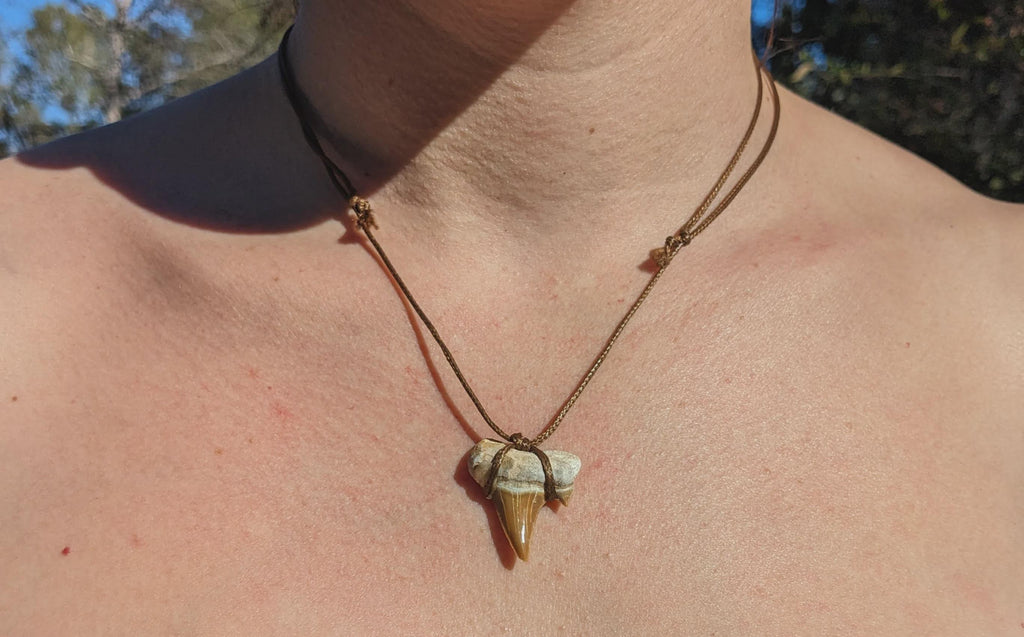 Fossile de dent de requin, collier de dents de requin fossiles, cristaux et minéraux rares pour la lithothérapie, la collection et cadeaux.