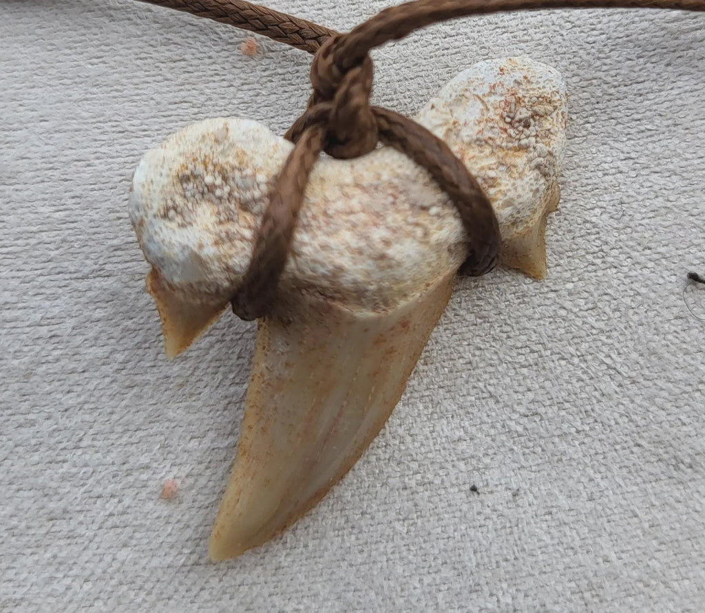 Fossile de dent de requin, collier de dents de requin fossiles, cristaux et minéraux rares pour la lithothérapie, la collection et cadeaux.