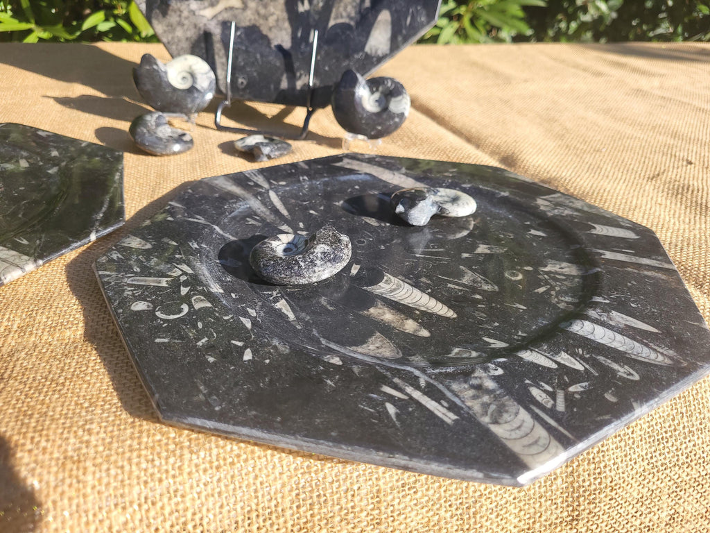 Assiette, plat original de granit fossile avec Ammonites et Orthocéras, objet de collection et de décoration pour la maison et table de noël