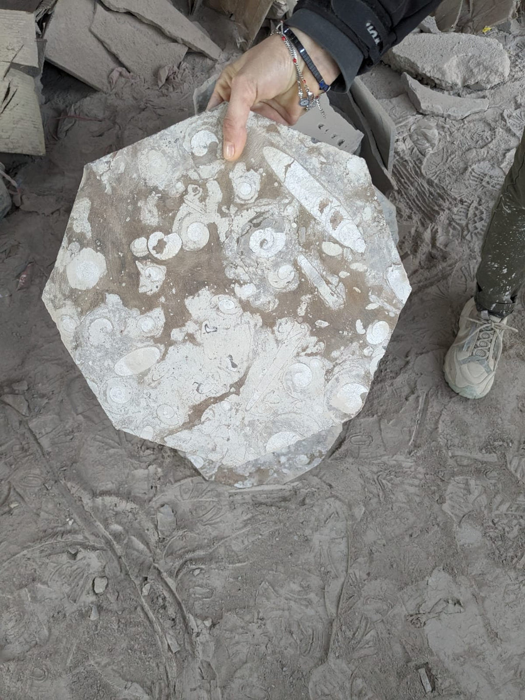 Assiette, plat original de granit fossile avec Ammonites et Orthocéras, objet de collection et de décoration pour la maison et table de noël