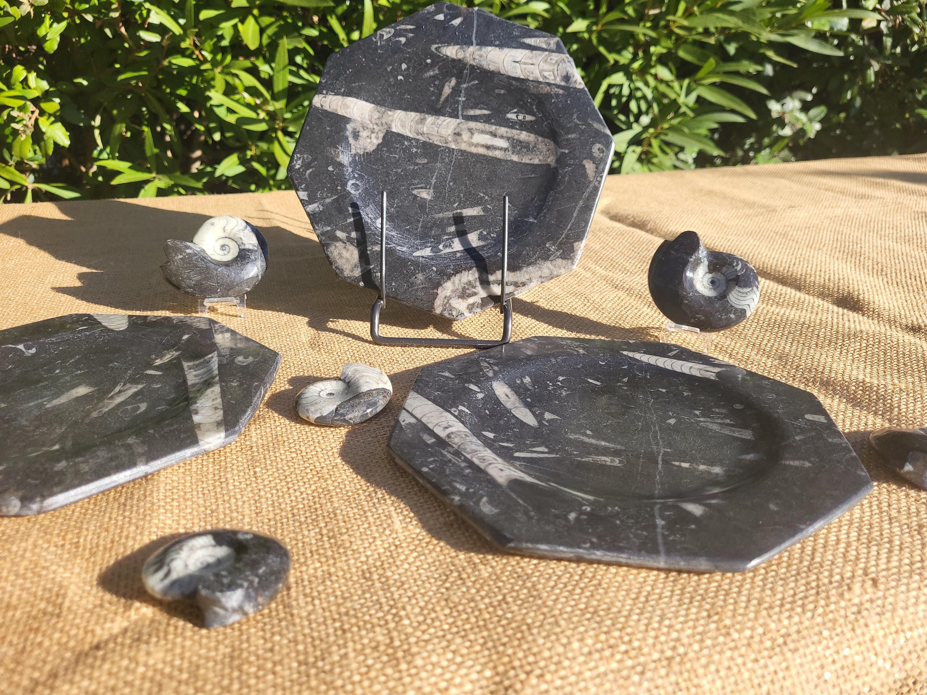 Assiette, plat original de granit fossile avec Ammonites et Orthocéras, objet de collection et de décoration pour la maison et table de noël