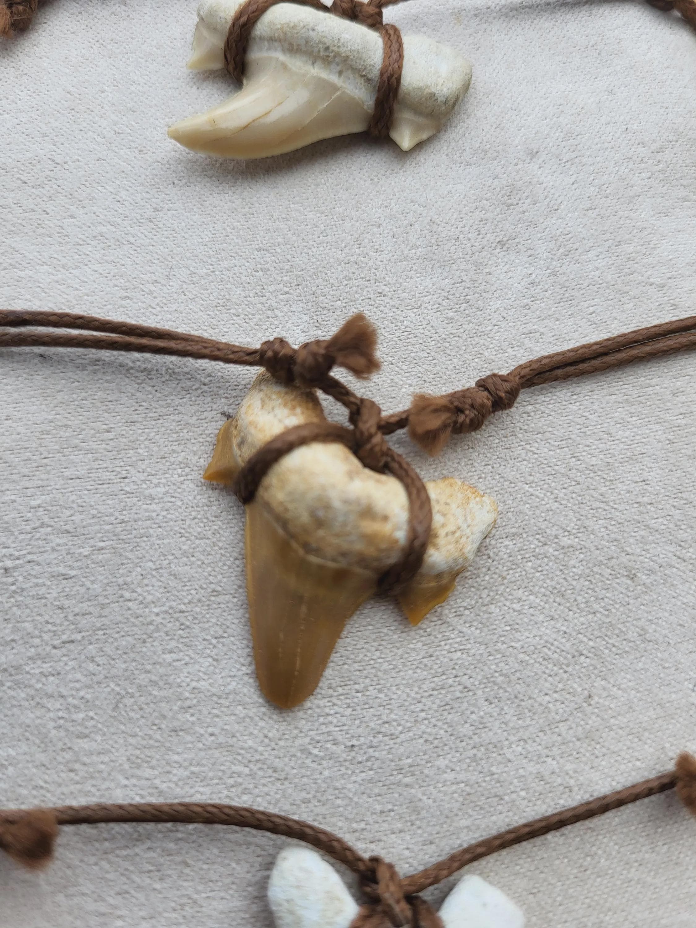 Fossile de dent de requin, collier de dents de requin fossiles, cristaux et minéraux rares pour la lithothérapie, la collection et cadeaux.