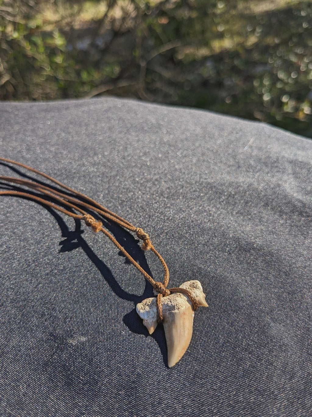 Fossile de dent de requin, collier de dents de requin fossiles, cristaux et minéraux rares pour la lithothérapie, la collection et cadeaux.